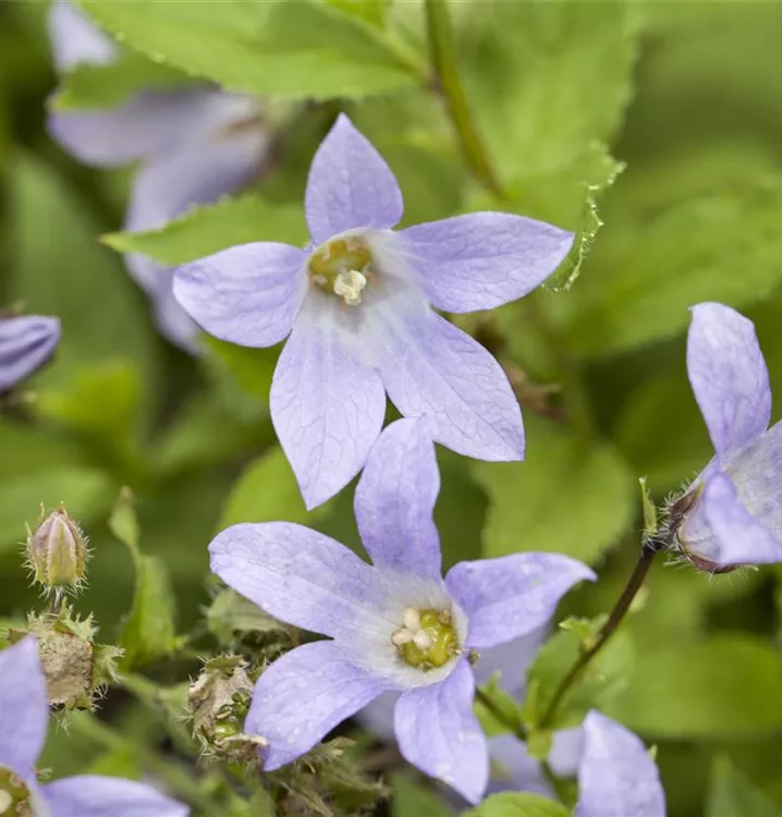 Hohe Dolden-Glockenblume