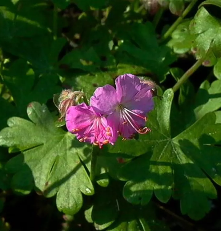 Geranium x cantabrigiense 'Cambridge'