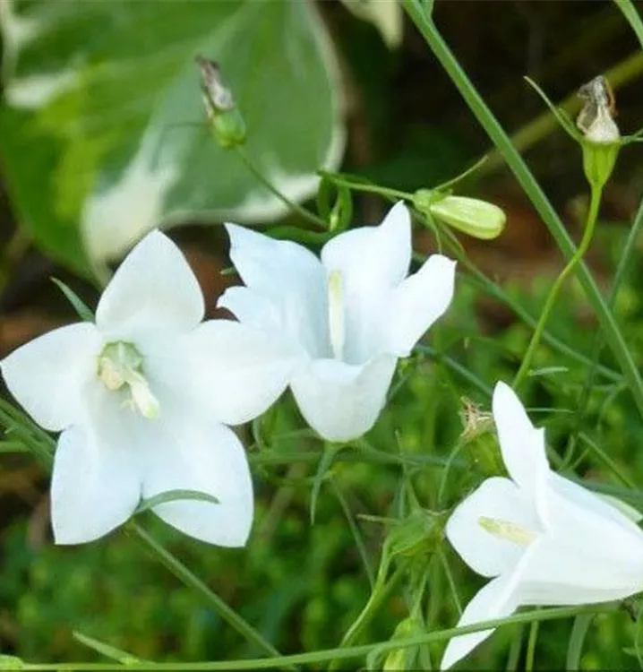 Rundblättrige Glockenblume