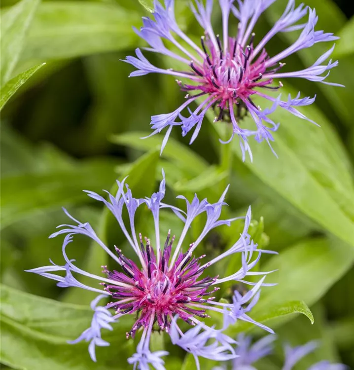 Berg-Flockenblume