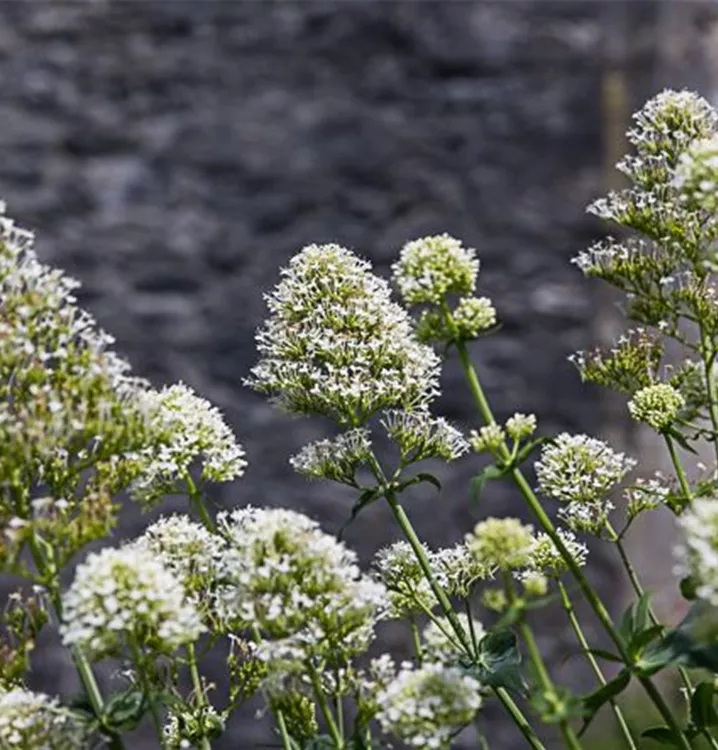 Weißblühende Spornblume