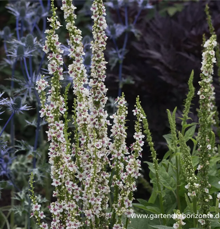 Verbascum chaixii 'Wedding Candles'