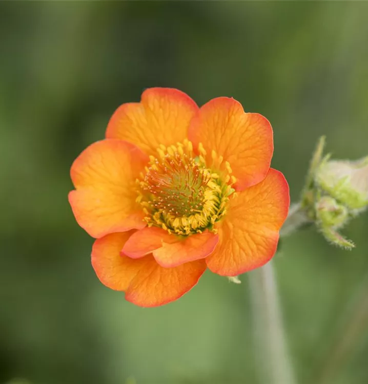 Geum chiloense 'Totally Tangerine'