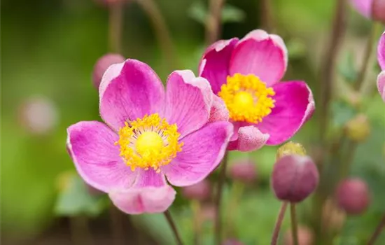 China-Herbst-Anemone 'Praecox'