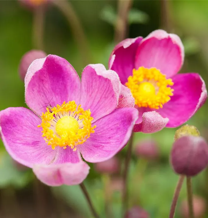 Anemone hupehensis 'Praecox'