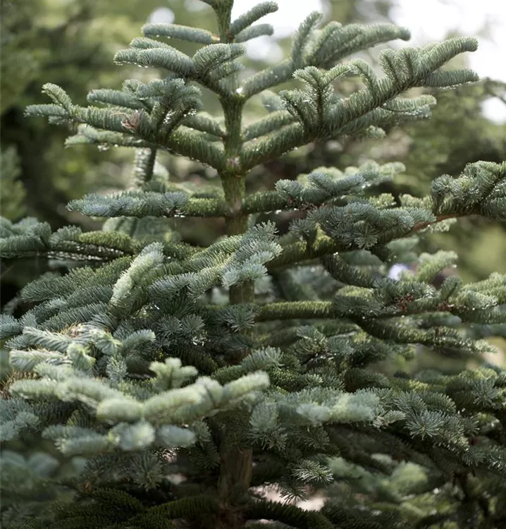 Abies concolor