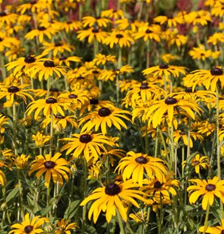 Rudbeckia fulgida var. deamii