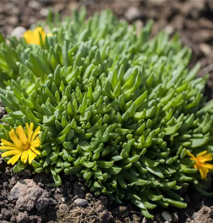 Lesotho-Mittagsblume