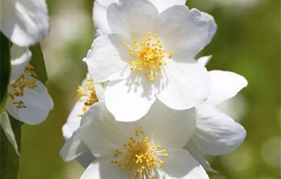 Gartenjasmin 'Belle Etoile'