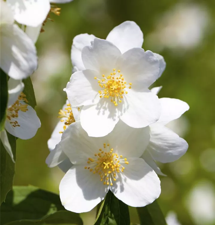 Philadelphus 'Erectus'