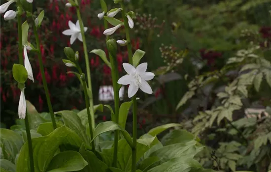 Duftende Garten-Lilien-Funkie 'Royal Standard'