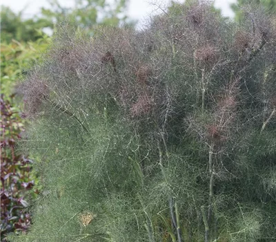 Dunkelblättriger Garten-Fenchel 'Atropurpureum'