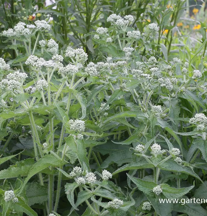 Eupatorium perfoliatum