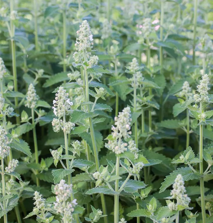 Nepeta cataria 'Citriodora'