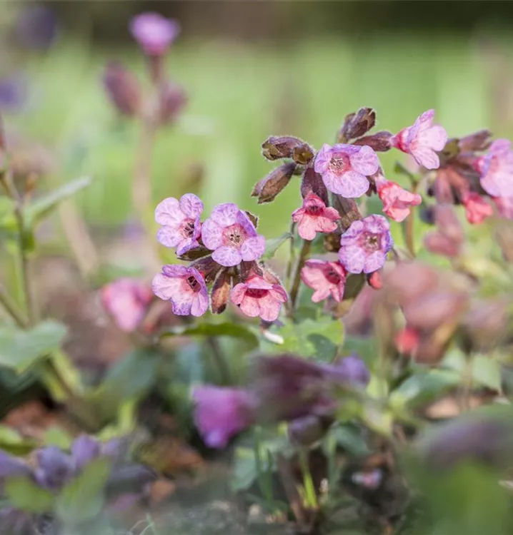 Pulmonaria officinalis