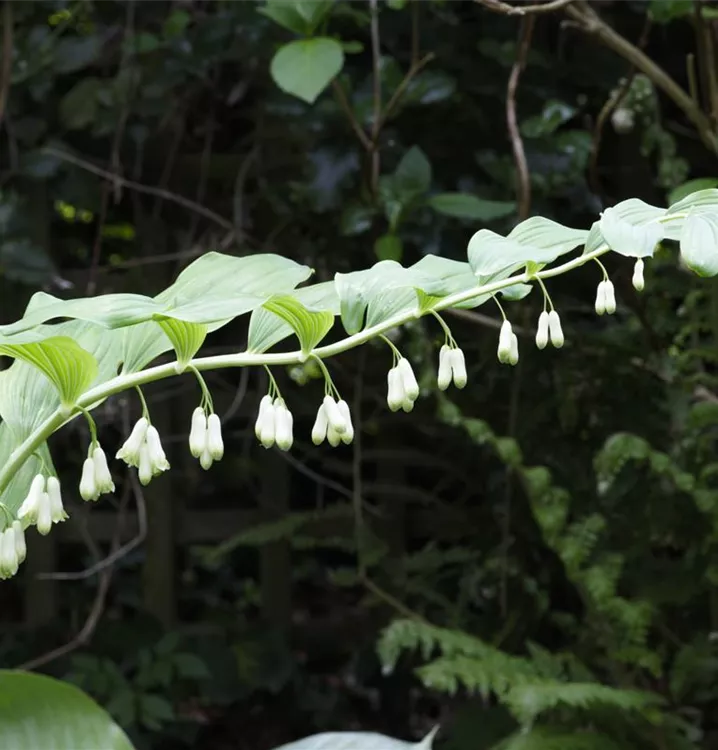 Polygonatum odoratum