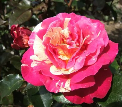 Edelrose 'Brocéliande'®