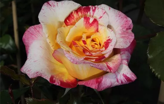 Edelrose 'Camille Pissaro'