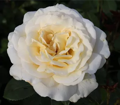 Edelrose 'Anastasia'®