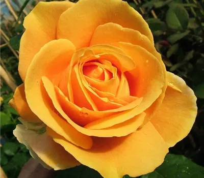 Edelrose 'Candlelight'®