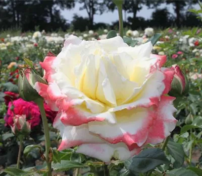 Edelrose 'Athena'®