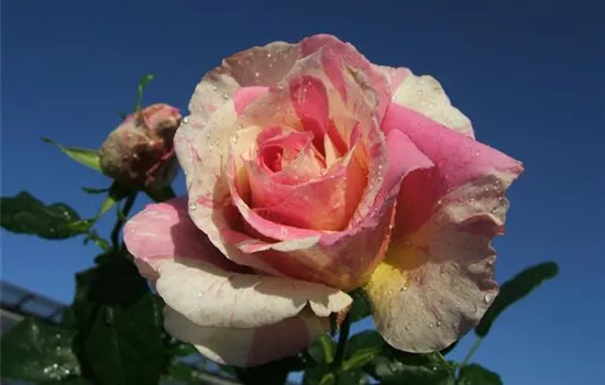 Edelrose 'Claude Monet'®