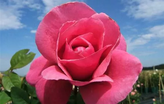 Edelrose 'Elbflorenz'®