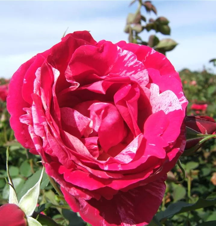 Rosa 'Henri Matisse'