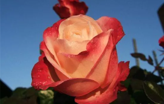 Edelrose 'Nostalgie'®