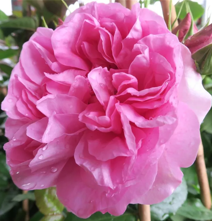 Rosa 'Pompadour'®