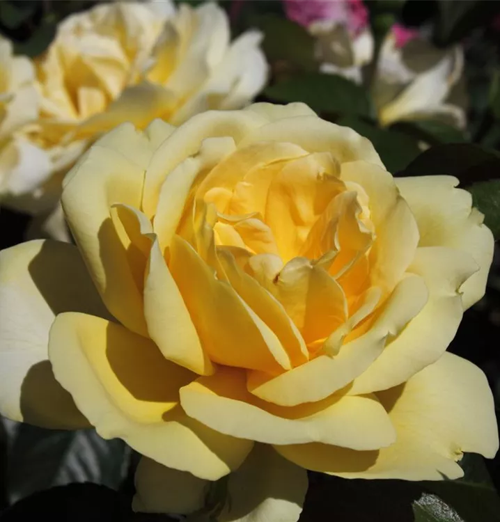 Rosa 'Winter Sun'®