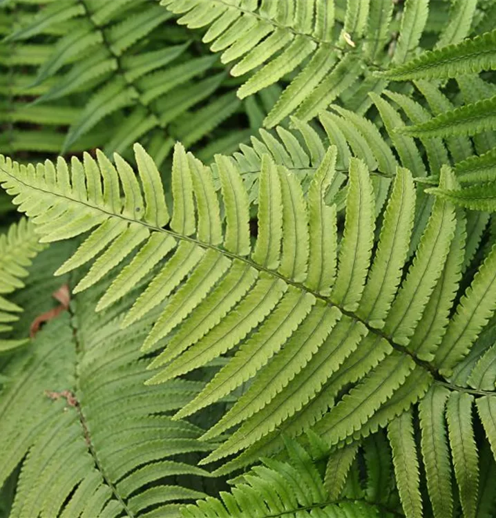 Dryopteris atrata