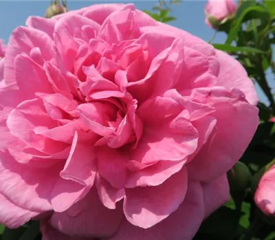 Englische Strauchrose 'Gertrude Jekyll'®