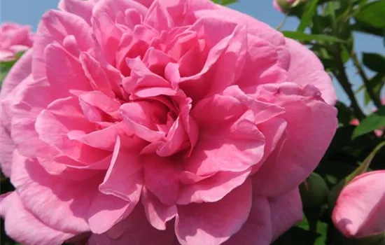 Englische Strauchrose 'Gertrude Jekyll'®