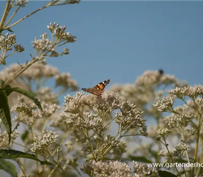 Eupatorium fistulosum 'Album'