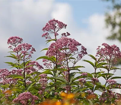 Eupatorium fistulosum 'Atropurpur.', gen.