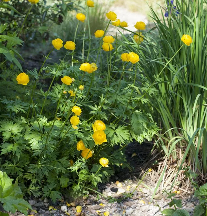 Trollius europaeus