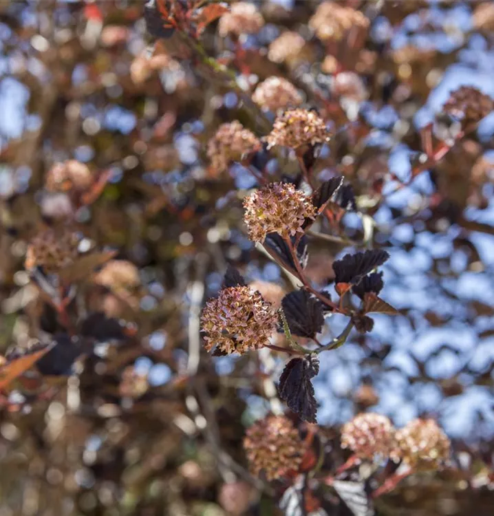 Physocarpus opulifolius 'Tiny Wine'®