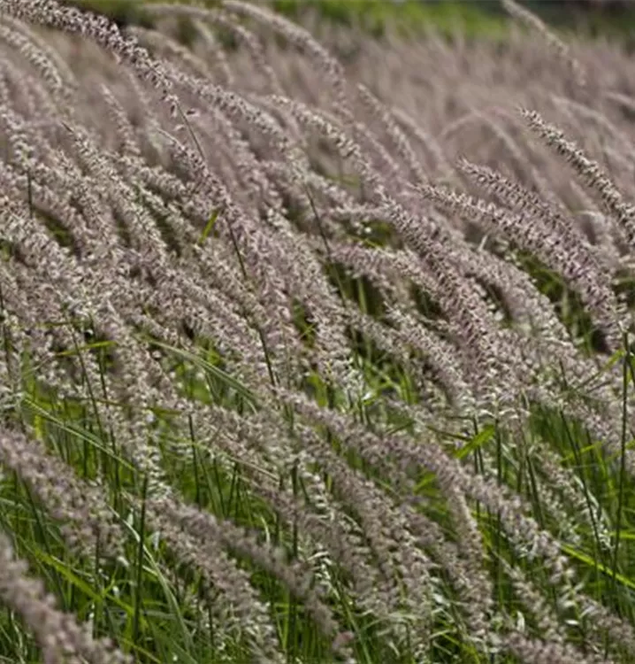 Pennisetum orientale 'Tall Tails'