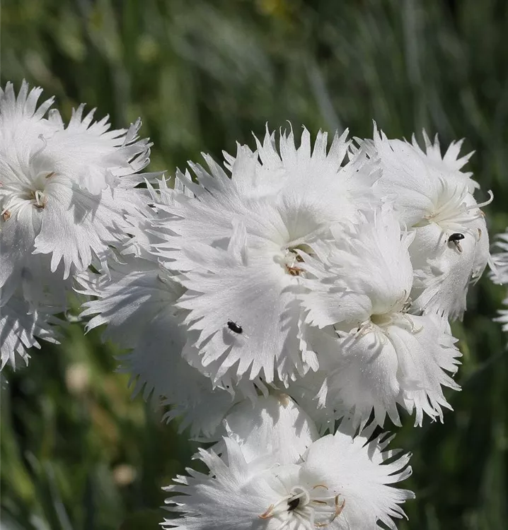 Dianthus plumarius 'Albus'