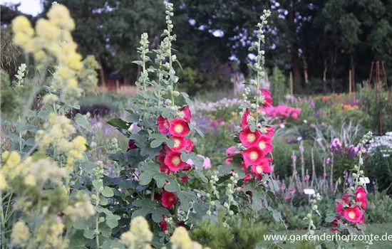 Feigenblättrige Stockrose