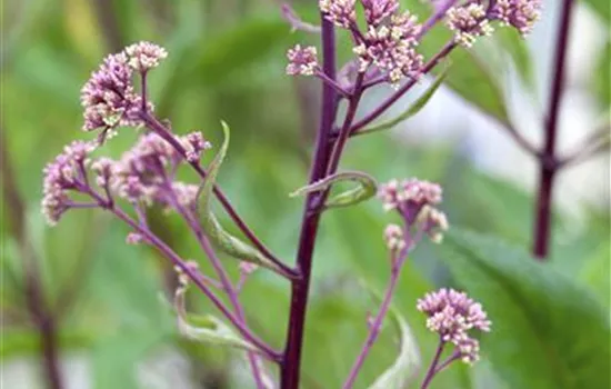 Fiederblättriges Schaublatt