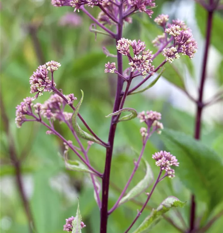 Rodgersia pinnata