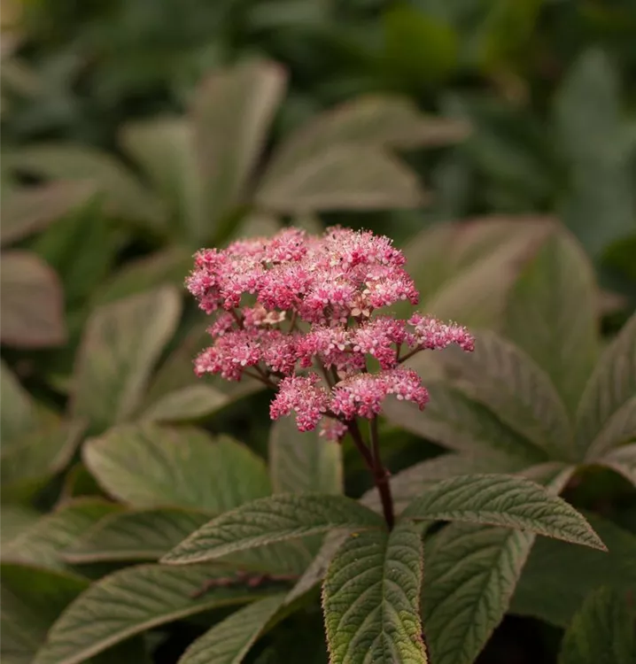 Rodgersia pinnata 'Chocolate Wings'®