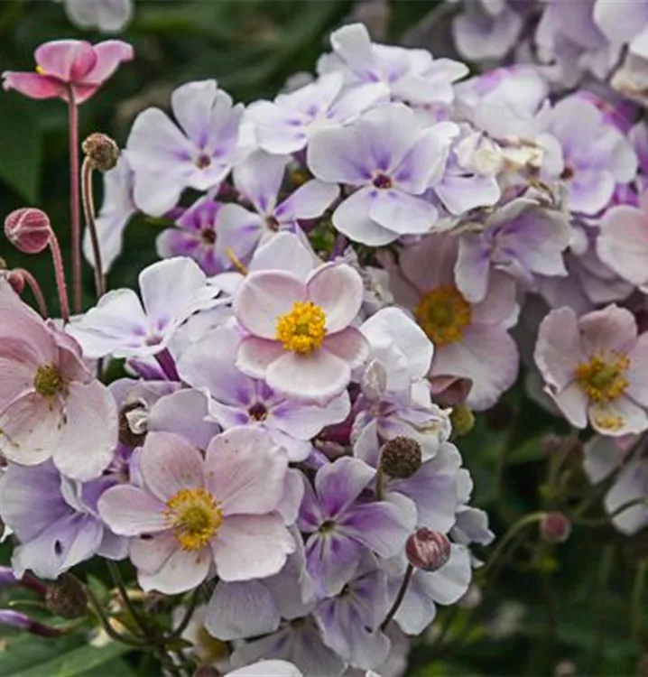 Anemone tomentosa 'Robustissima'