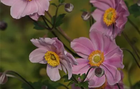 Filzige Garten-Herbst-Anemone 'Serenade'