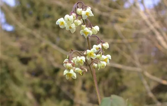 Flaumige Elfenblume