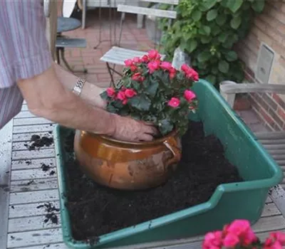 Blumenkübel - Bepflanzen mit mehreren Sommerblumen