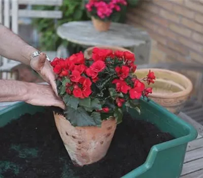 Blumenkübel - Bepflanzen mit Sommerblumen