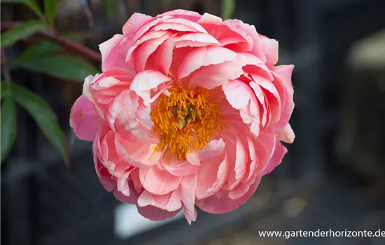 Frühblühende Garten-Pfingstrose 'Coral Charm'